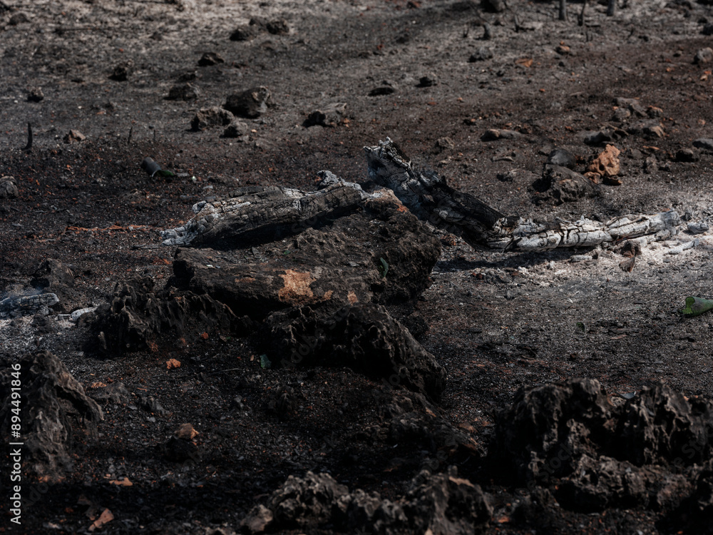 Forest Fire And Environmental Disaster Forest Fire And Environmental Disaster