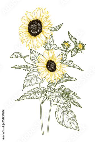  Vector illustration of sunflower flower in engraving style