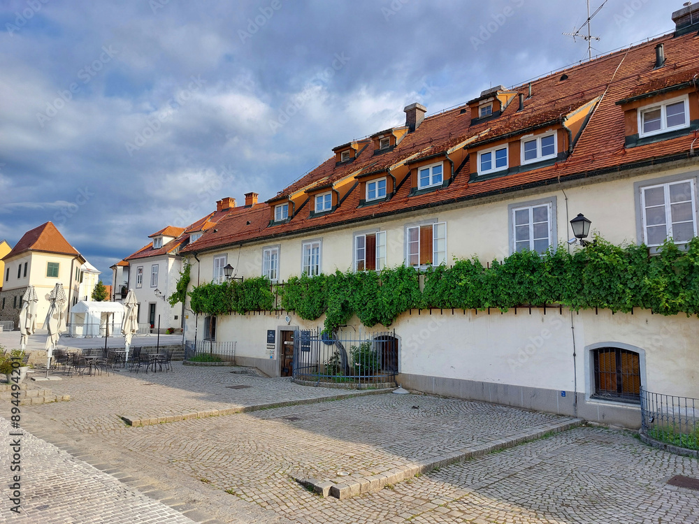 Old grapevine on building. Maribor. Slovenia. Summer Old grapevine on building. Maribor. Slovenia. Summer