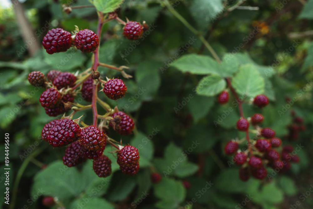 fruits, berries, blackberries, health, organic fruits, berries, blackberries, health, organic