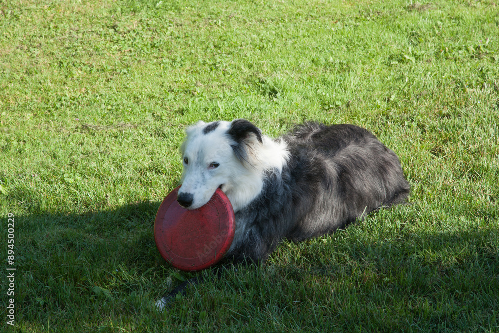 Fototapeta premium Chien allongé dans l'herbe et tenant son frisbee dans la gueule