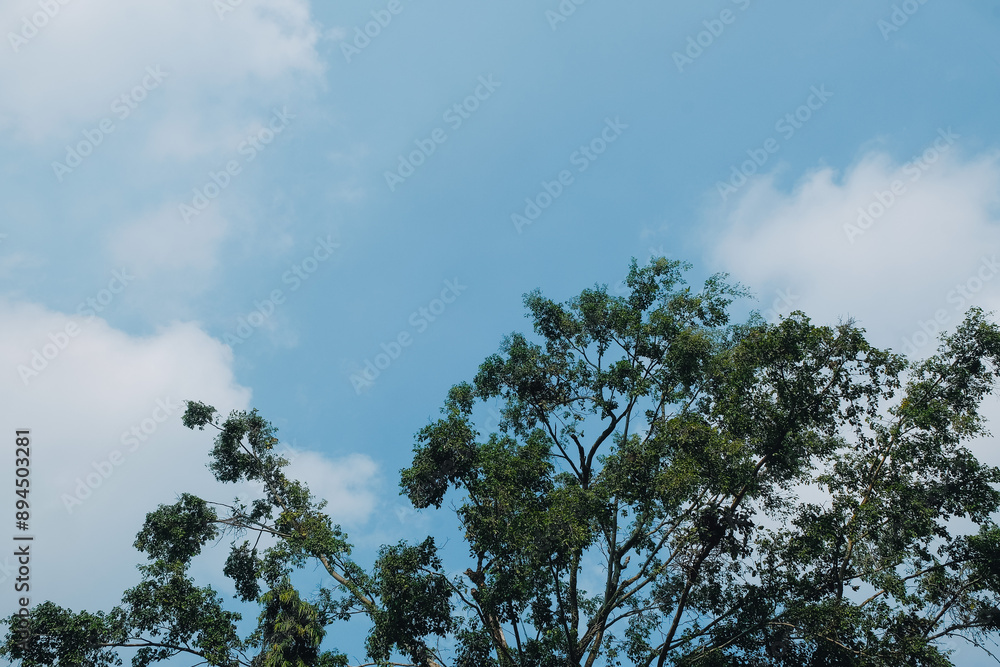 Fototapeta premium clear skies and shady trees, blue sky