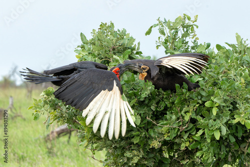 Southern Ground Hornbill (Bucorvus leadbeateri; formerly known as Bucorvus cafer) adult having interaction with a juvenile in Kruger National Park in thegreen season in South Africa photo