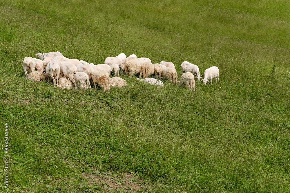 sheep and goats in the pasture