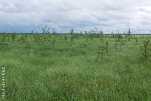 large fen landscape with crooked trees photo