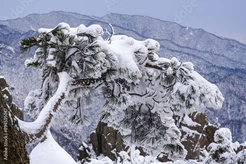 Morning view of a snow covered pine tree on Deungseondae(Uijabawi Rock) against Daecheongbong Peak at Seoraksan Mountain of Osaek-ri near Yangyang-gun, South Korea
 photo