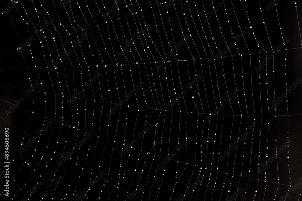 Close-up of a web on a black background with drops of dew or rain on it. Macro photo Close-up of a web on a black background with drops of dew or rain on it. Macro photo