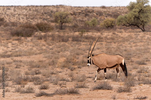 Oryx, African oryx, or gemsbok (Oryx gazella) searching for water and food in the dry red dunes of the Kgalagadi Transfrontier Park in South Africa