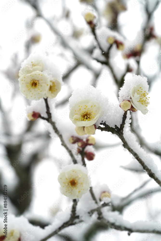 Japanese plum blossoms on a snowy day Japanese plum blossoms on a snowy day