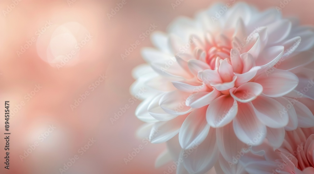 Pink Dahlia Flower Close-Up Pink Dahlia Flower Close-Up