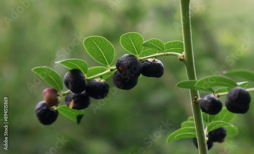 Phyllanthus Reticulatus in Nature Garden photo