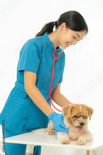 Photography Young Asian veterinarian sits examining cute Shih Tzu dog with stethoscope in veterinary clinic, concept of health care and medicine for pets
