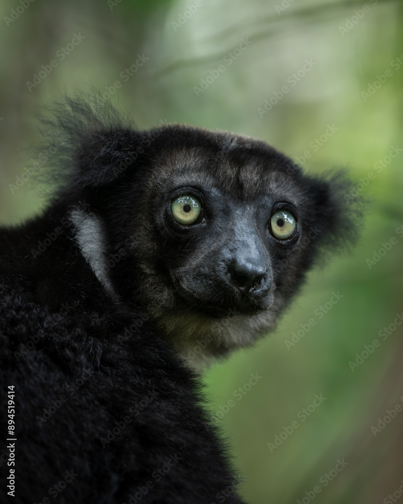 Fototapeta premium Vertical portrait of the largest lemur in the world, the indri from Anamalazaotra national reserve, Madagascar 