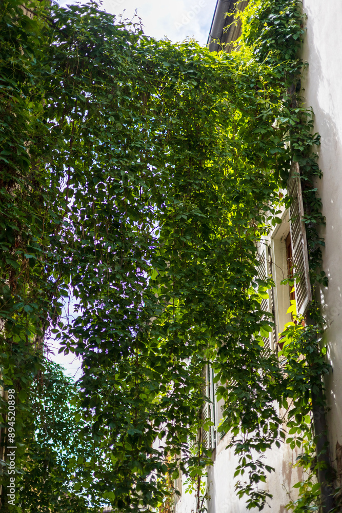 Fototapeta premium Ivy-Covered Building with Open Shutters