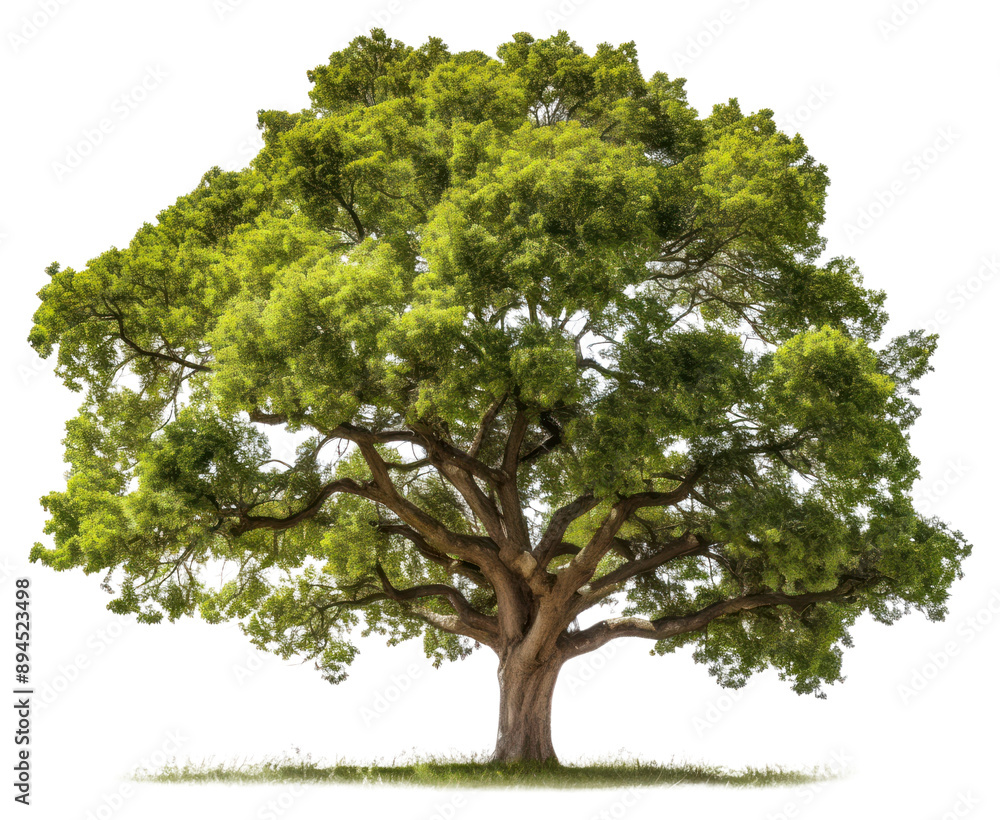 PNG Lush green tree isolated nature PNG Lush green tree isolated nature