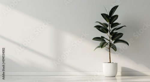 Ficus Plant In White Pot Against Wall