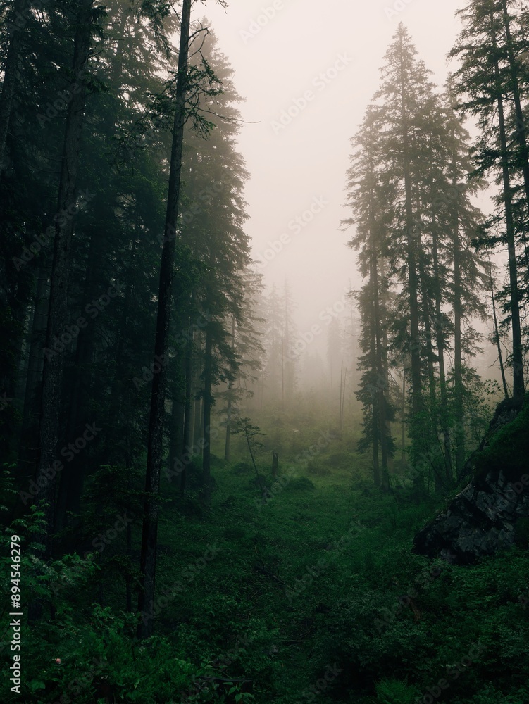 Nature Nature
