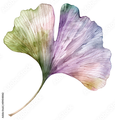 Fototapeta Naklejka Na Ścianę i Meble -  PNG Ginkgo leaf blossom flower petal.
