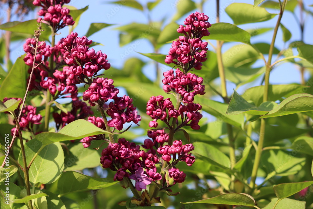 Sweden. Syringa vulgaris, the lilac or common lilac, is a species of flowering plant in the olive family Oleaceae, native to the Balkan Peninsula, where it grows on rocky hills. Sweden. Syringa vulgaris, the lilac or common lilac, is a species of flowering plant in the olive family Oleaceae, native to the Balkan Peninsula, where it grows on rocky hills.