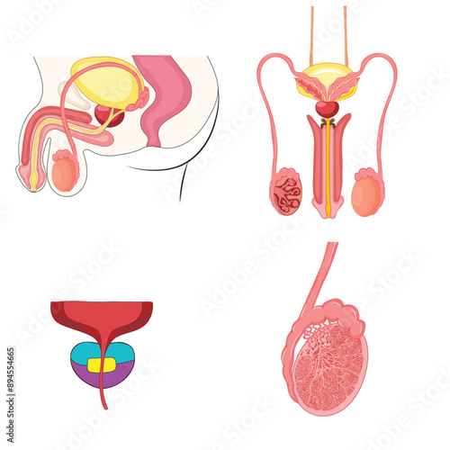 male reproductive system side and front view anatomy vector