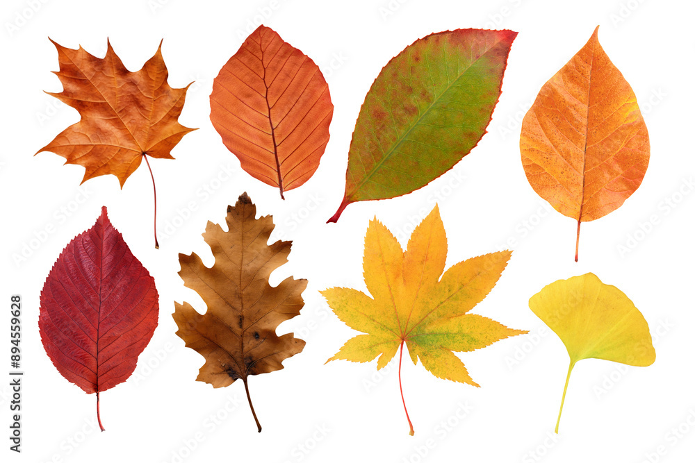 Fototapeta premium PNG Autumn leaf set, transparent background