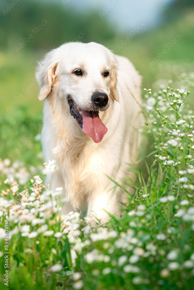 Golden Retriever 