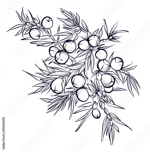 black and white hand drawn juniper branches with berries vector