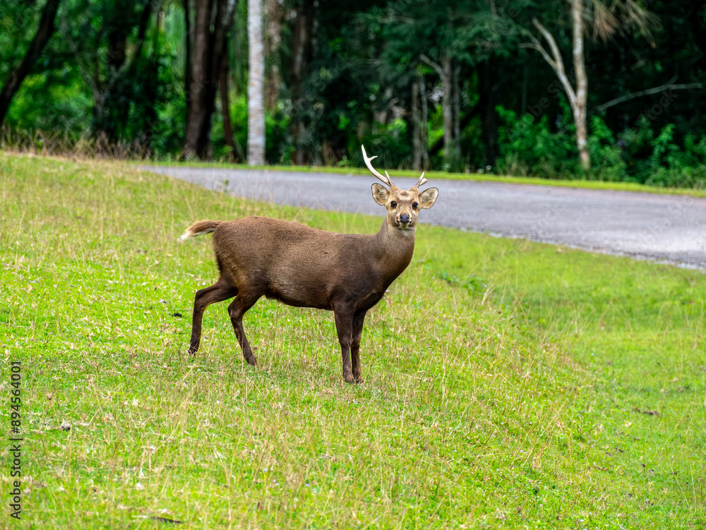 Deer with beautiful horns standing alone in the Phu Khiao Wildlife Sanctuary, Thailand Deer with beautiful horns standing alone in the Phu Khiao Wildlife Sanctuary, Thailand