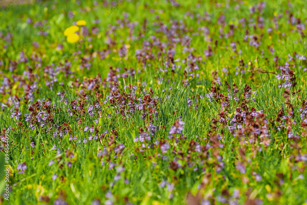 A purple Lamium amplexicaule flower close-up in a landscaped garden A purple Lamium amplexicaule flower close-up in a landscaped garden