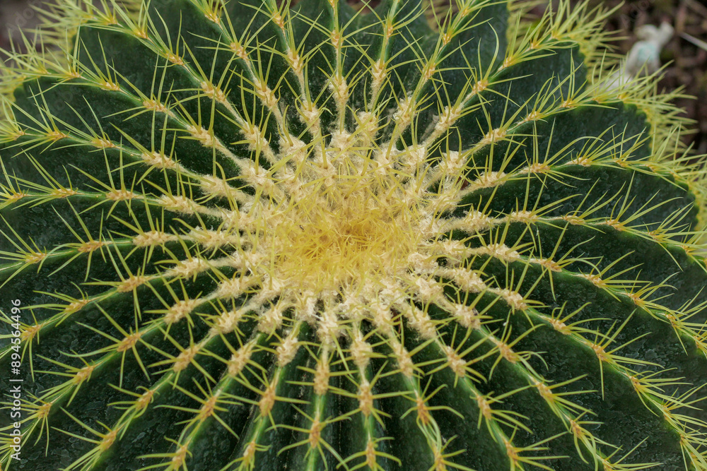 Cactus Ferocactus pilosus round with thorns in the desert close-up Cactus Ferocactus pilosus round with thorns in the desert close-up