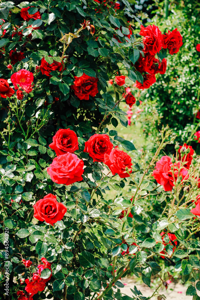 Obraz premium red climbing rose bush close-up in botanical garden, rose background