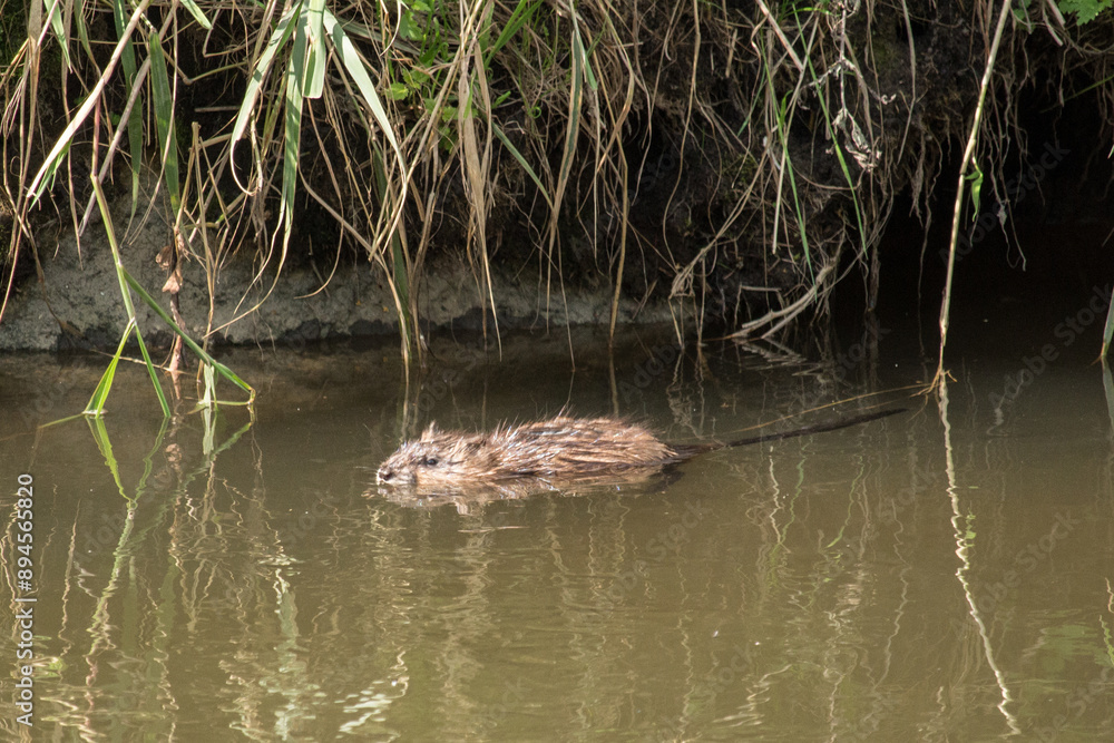 Fototapeta premium Bisamratte im Fluss