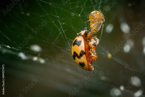 Common house spider (parasteatoda tepidariorum) with its prey. photo