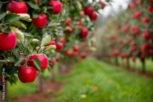 Red Apples on Branch in Orchard