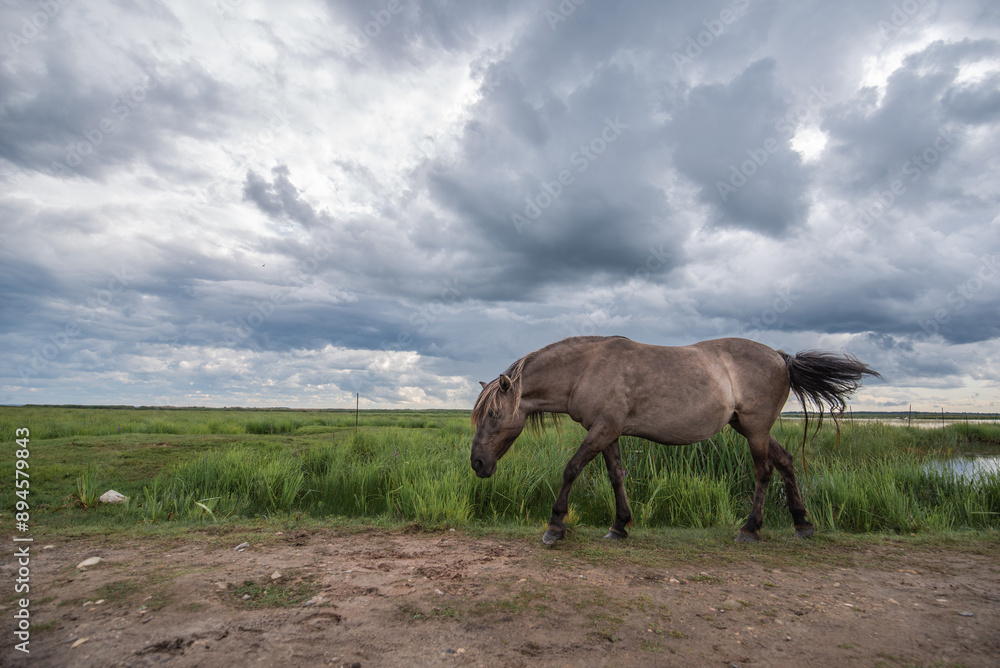 Semi-wild konik polski horse at Engure Lake Nature Park, Latvia on cloudy summer day Semi-wild konik polski horse at Engure Lake Nature Park, Latvia on cloudy summer day