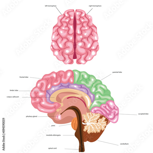 Brain lobes anatomy medical vectors