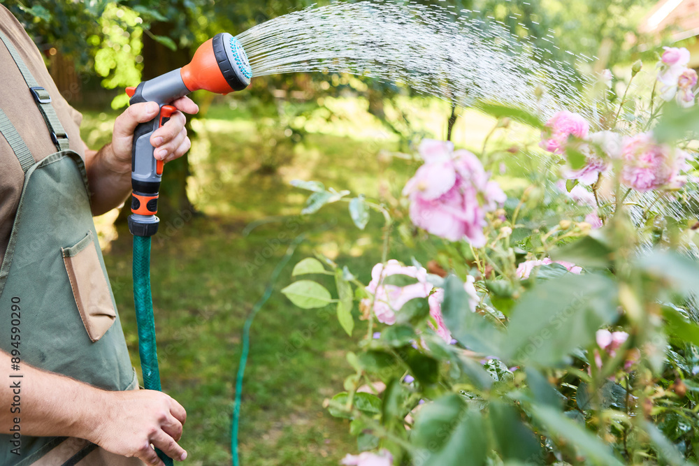 Obraz premium Gardener watering pink roses in a lush garden with a hose