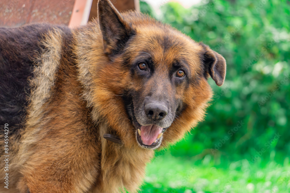 Portrait of a German Shepherd on a beautiful summer day. German shepherd with one floppy ear Portrait of a German Shepherd on a beautiful summer day. German shepherd with one floppy ear