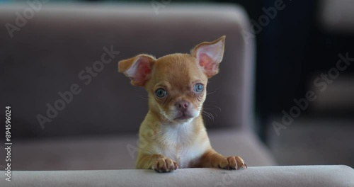 chihuahua puppy on a brown background