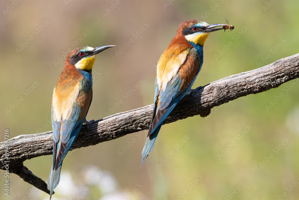 European bee-eater, merops apiaster. A family of birds sits on a branch next to a nest European bee-eater, merops apiaster. A family of birds sits on a branch next to a nest