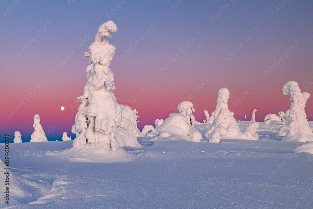 winter landscape with trees and snow