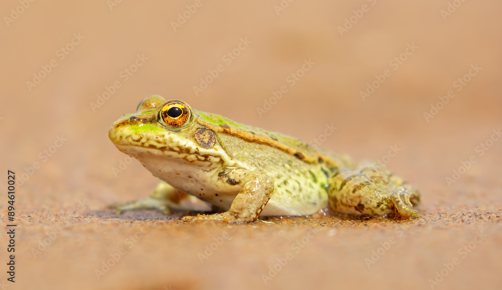 The frog sits on the sand on the shore of the lake. Beautiful wildlife landscape with place for text. The concept of protecting wildlife and ecology. The frog sits on the sand on the shore of the lake. Beautiful wildlife landscape with place for text. The concept of protecting wildlife and ecology.