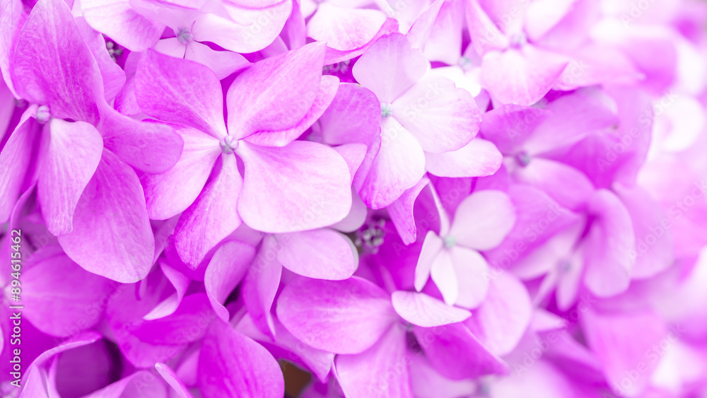 Lilac flowers close up. Bouquet of purple flowers. City flower beds, a beautiful and well-groomed garden with flowering bushes. Lilac flowers close up. Bouquet of purple flowers. City flower beds, a beautiful and well-groomed garden with flowering bushes.