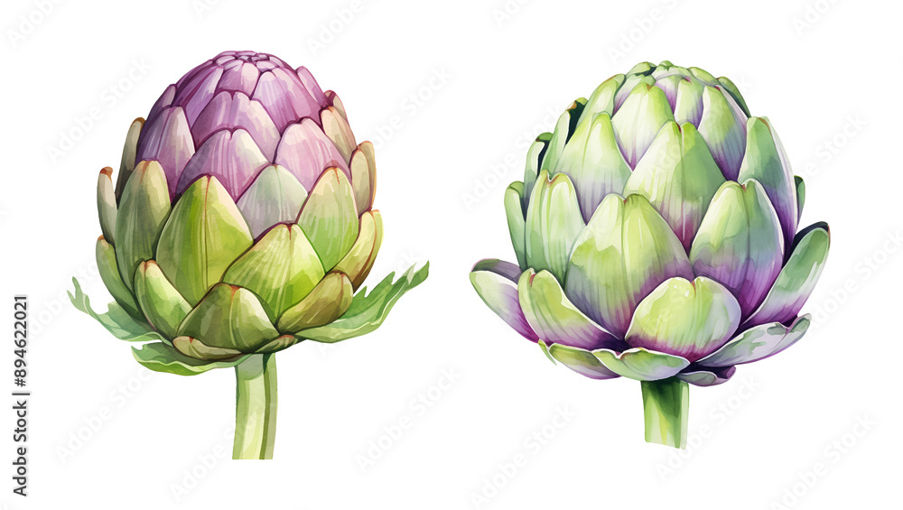 Obraz premium Artichoke, watercolor clipart illustration with isolated background.