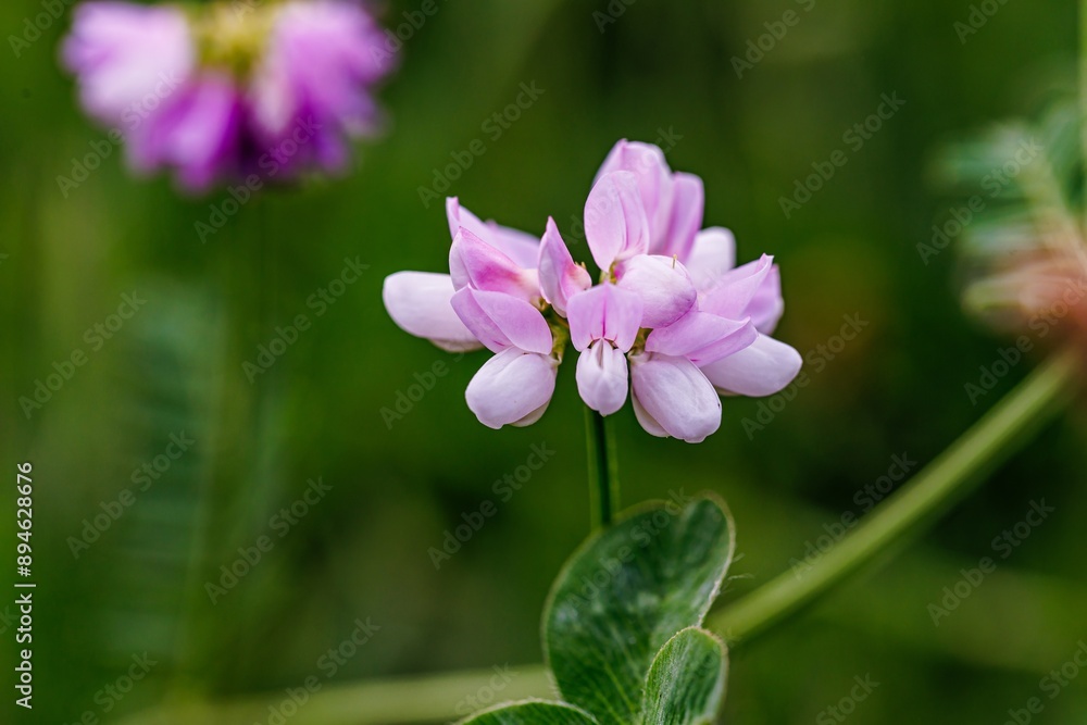 Pink Clover Flowers Blooming in a Lush Green Meadow Pink Clover Flowers Blooming in a Lush Green Meadow
