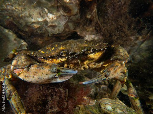 diving underwater scubadiving photo