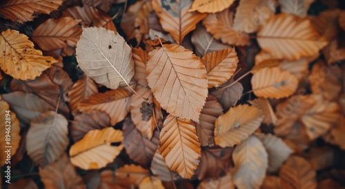 Autumn Leaves on the Forest Floor