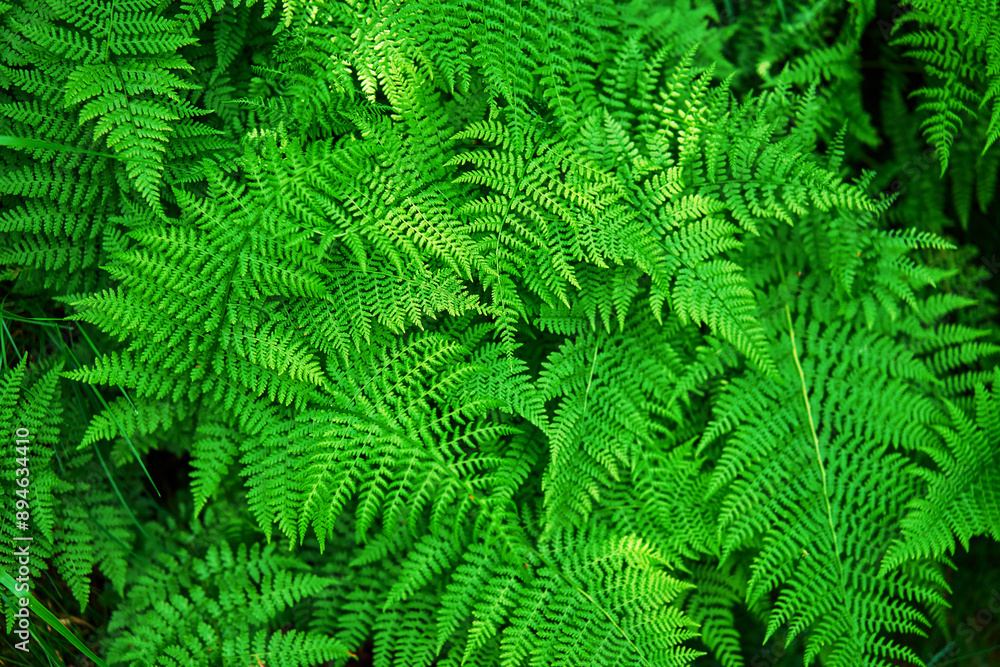 Fern leaves background. Close-up view of vibrant green leaves pattern. Natural beauty Fern leaves background. Close-up view of vibrant green leaves pattern. Natural beauty