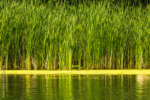 Photography reeds in water at the edge of a pond suitable as background warm vertical greens