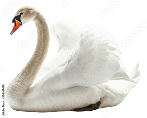 PNG Elegant swan in serene pose photo